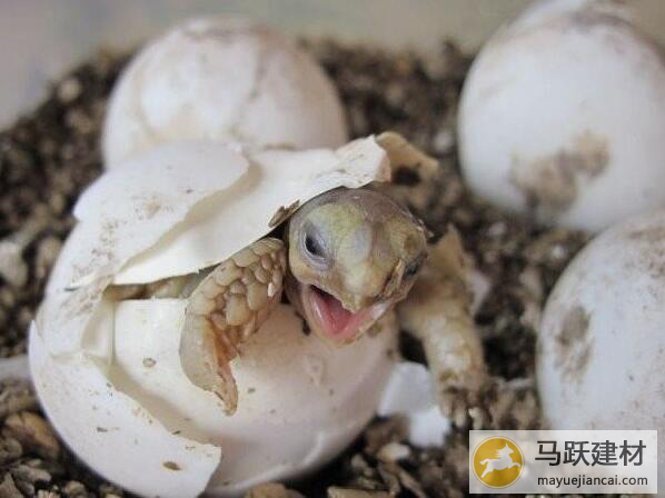 孵化龟蛋专用蛭石